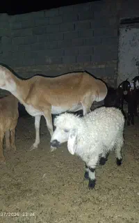 گوسفند قندوزی