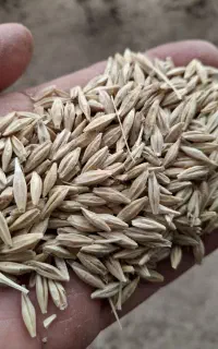 فروش ۷تن جو مرغوب هلیلان