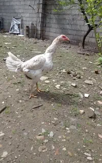 مرغ لاری معاوضه با جوجه خروس لاری