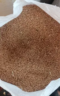 گندم تمیز تناژ ، تخفیف داره