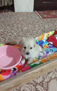 توله سگ،دوماهه