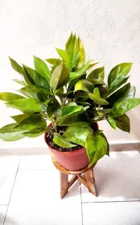 گل های طبیعی با ارسال رایگان