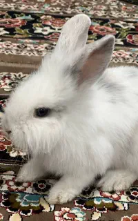 خرگوش لپ