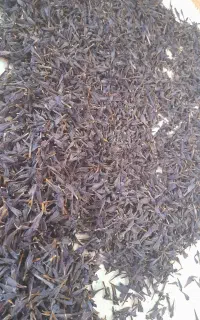 گل گاو زبان کوهی اصل بهترین کیفیت