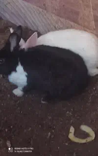 خرگوش خونگی