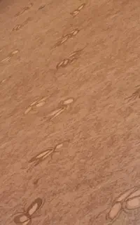 موکت نو