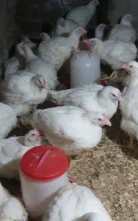 مرغ زنده