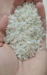 برنج محلی هاشمی