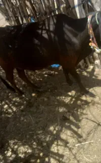گاو زایده