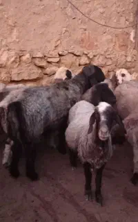 بره نر و قوچ‌