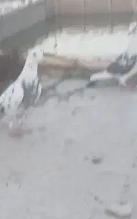 کفتر