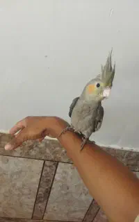 جوجه عروس هلندی دستی