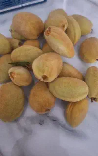 بادام درختی