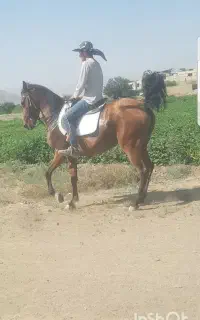اسب مادیان سواری دار سردمگیر فول