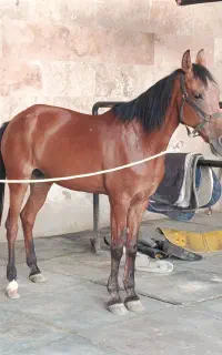 اسب کلاسی و پرشی مادیان ترکمن مدرک دار