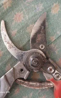 قیچی درخت