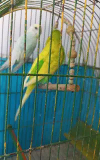 جفت مرغ عشق زیبا
