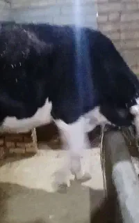 گاو‌آبستن‌