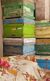 کندو زنبور عسل