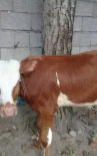 ورزا کوله دورگه وچالوسی