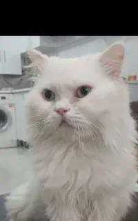پرشین ماده و نر