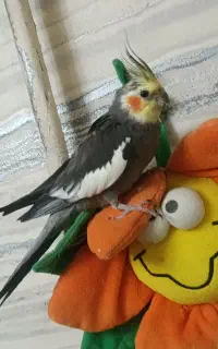 عروس هلندی ۱۰ عدد