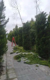 هرس گل.سم پاشی.شخم کود