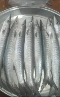 ماهی جنوب تازه تازه صید روز