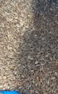 فروش گندم سه دهه