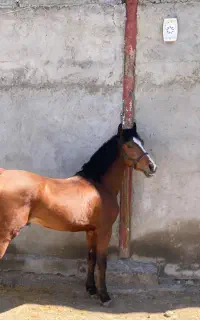 اسب کرد نریان ۷ به ۸