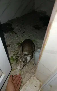 خرگوش