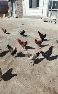 خروس طبیعی
