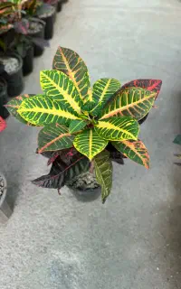 فروش تک و عمده گل کروتون در رشت