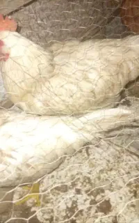 خروس