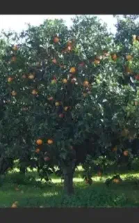 میوه ی باغ بطور کلی بفروش میرسد