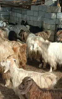 فروش بز