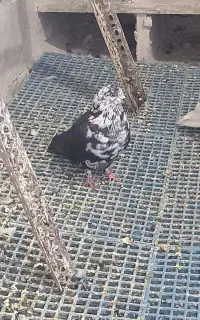 پرنده کبوتر گرگی