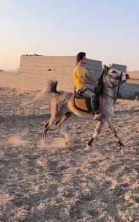 اسب نریون ترک ۵ساله اصیل