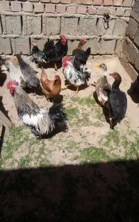 تخم گلین نطفه دار دونه ای 30تومن