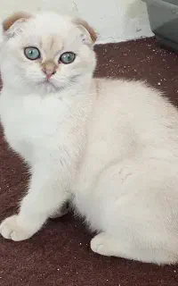 بچه گربه اسکاتیش چشم آبی