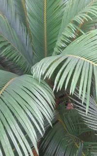 گل سیکاس