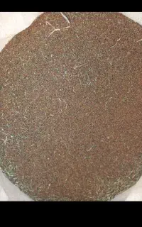 تخم شبدر بذر