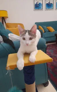 واگذاری گربه