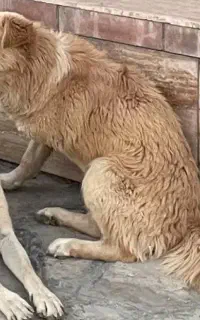 سگ گمشده اهلی(نقض عضو)