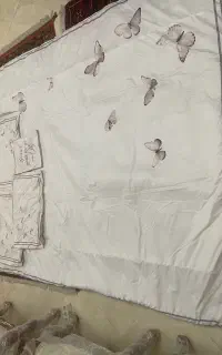 روتختی دو‌نفره شیری رنگ چاپی پروانه نو