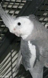 عروس هلندی گم شده