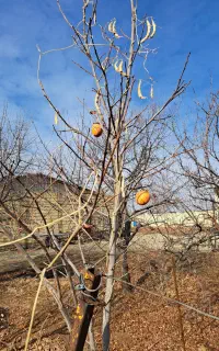 نیروی مرغداری