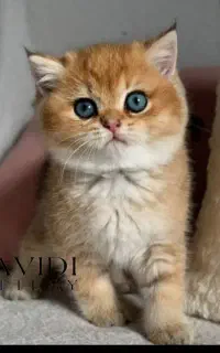 بیریتیش و اسکاتیش های جذاب