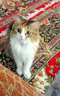گربه پرشین کالیکو