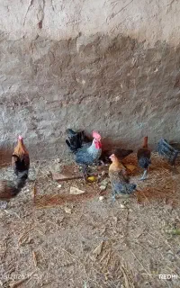 مرغ جوان
